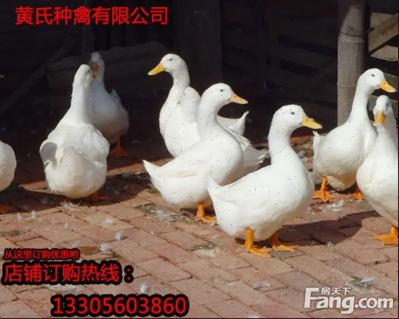 养鹅技术视频|鹅苗价格|鹅苗批发价格|鹅苗行情