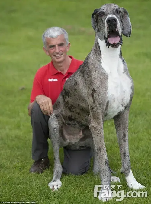 高狗,身高2.1米!不好找对象啊